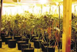 An example of a "grow house" where a marijuana cultivator harvests his "reefer."